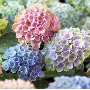 Meet your Posher, Ryann